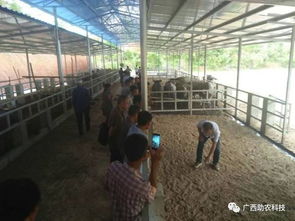 生態(tài)養(yǎng)牛技術(shù) 廣西助農(nóng)公司專業(yè)服務(wù)，助您科學(xué)養(yǎng)殖成功