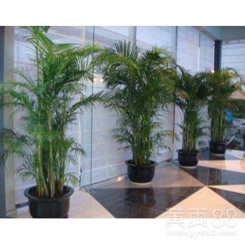 從化區辦公室植物租賃 讓綠色裝點您的工作空間