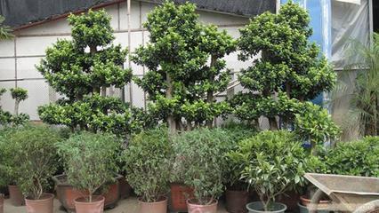 上海思羽園林綠化 專業(yè)花卉租賃，為寫字樓與生活空間注入自然生機(jī)